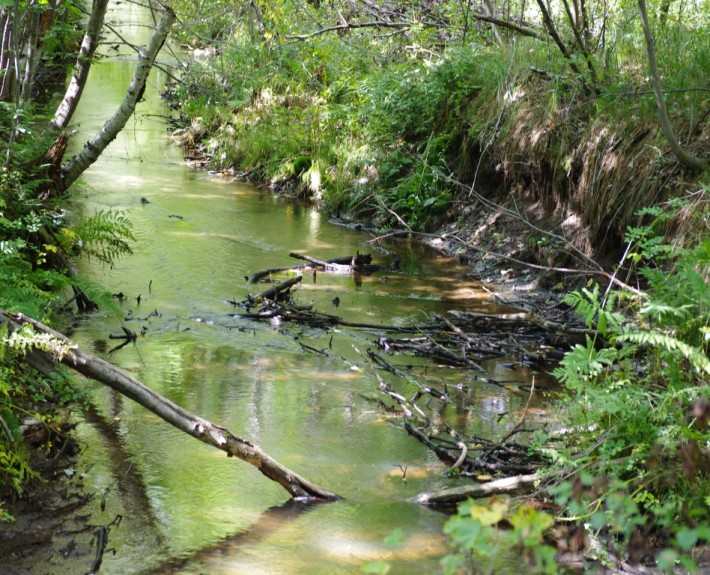 Nettoyage léger de la rivière Cugnet à Saint-Lambert-de-Lauzon (COBARIC, 2014)