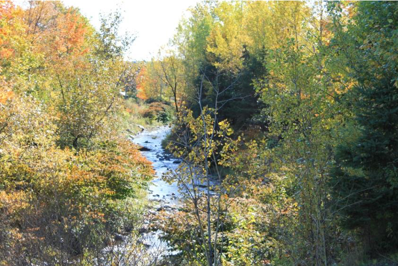 Vue sur la rivière entourée d'arbres, automne
