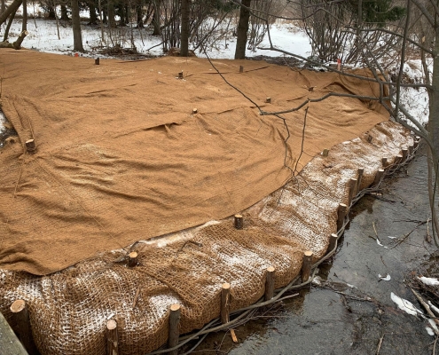 Lutte contre la renouée du Japon - Lit de saule de l'intérieur Le lit de saule de l'intérieur est recouvert de terre puis d'un paillis de fibres de coco, une matière biodégradable.