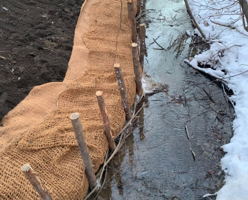 Lutte renouée du Japon - tressage de saule L'aménagement étant fait au bord d'un ruisseau, des branches de saule sont tressées pour limiter l'érosion de la berge, novembre 2021