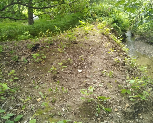 Lutte renouée du Japon - la terre à nouveau visible après les arrachages consécutifs. Le talus, en bordure de ruisseau, était recouvert d'une importante colonie de renouée. Les interventions régulières ont permis de réduire la densité des plants de manière à ce que le sol soit visible.