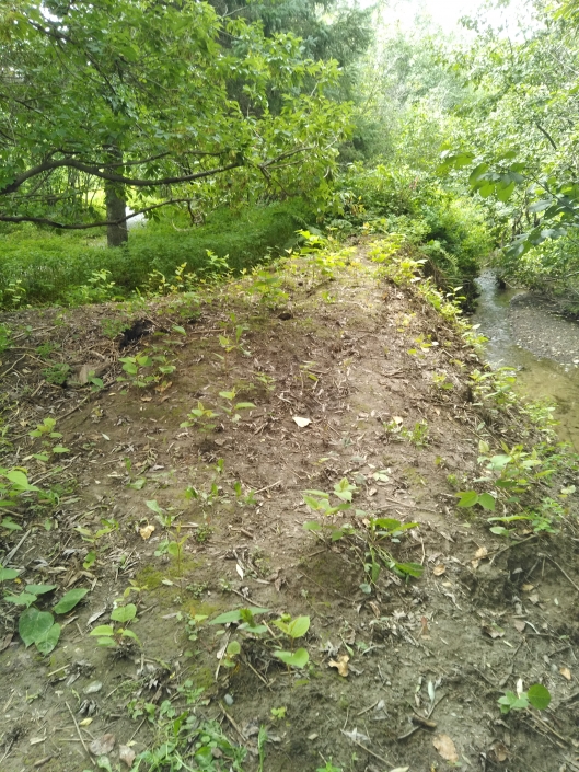 Le talus, en bordure de ruisseau, était recouvert d'une importante colonie de renouée. Les interventions régulières ont permis de réduire la densité des plants de manière à ce que le sol soit visible.