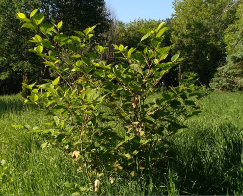 renouée du Japon Un plant de renouée isolé