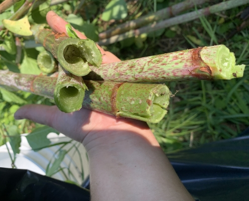 Tiges de renouée du Japon La renouée du Japon possède des tiges creuses.