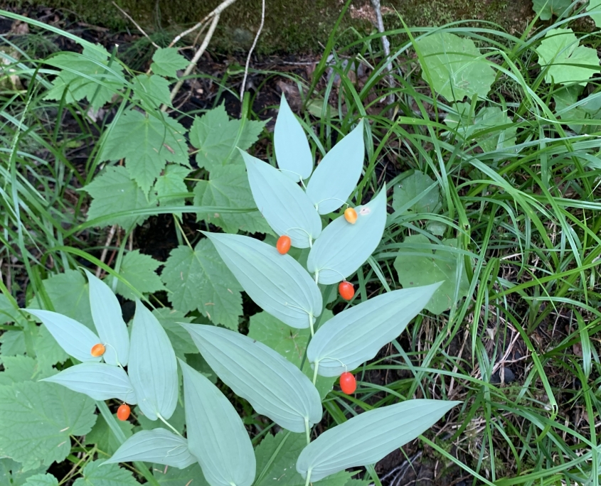 Streptopus amplexifolius Phot d'une plante herbacée présente dans les sous-bois humides.