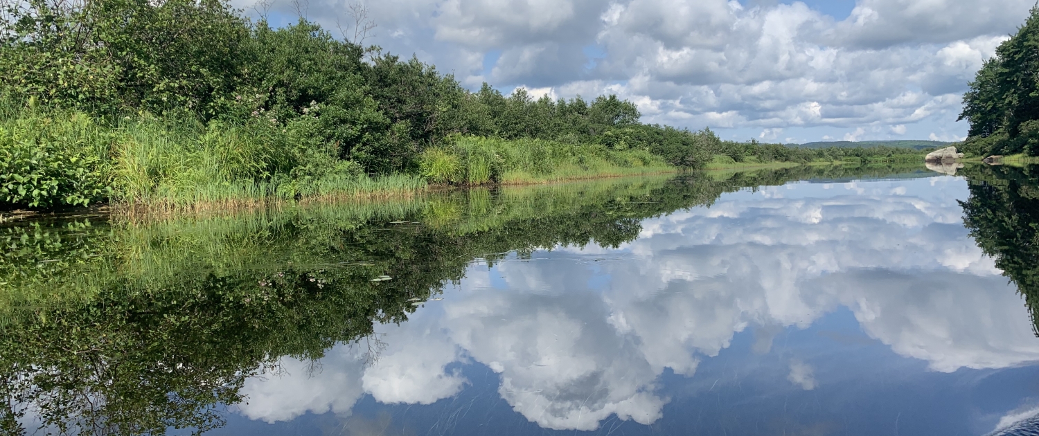 Vue sur le lac prise à bord d'un canot, vue sur la végétation aquatique en boprdure du lac.