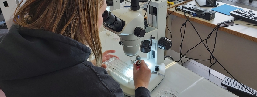 Une personne observe les microorganismes benthiques à travers un microscope binoculaire.