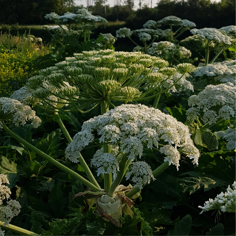 Berce-Caucase_fleurs Fleur de berce du Caucase en forme d'ombelle