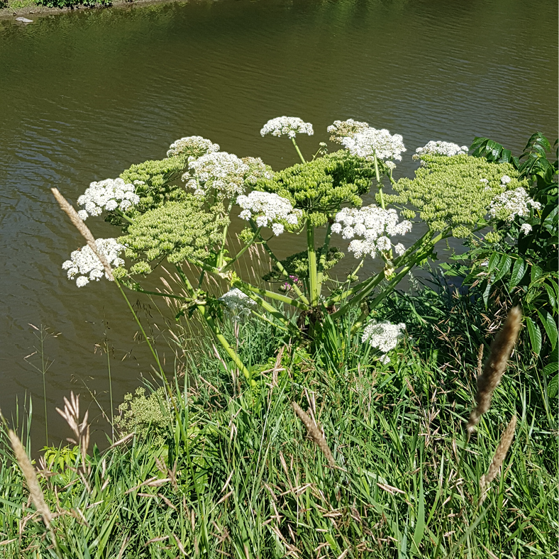 Berce-Caucase_graines Fleurs et graines de berce du Caucase