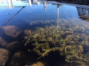 myriophylle au lac Mégantic, 2018 ensemble de myriophylles accumulés à la surface de l'eau.