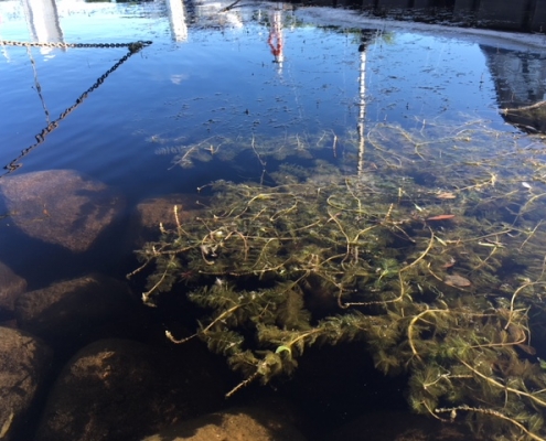 ensemble de myriophylles accumulés à la surface de l'eau.