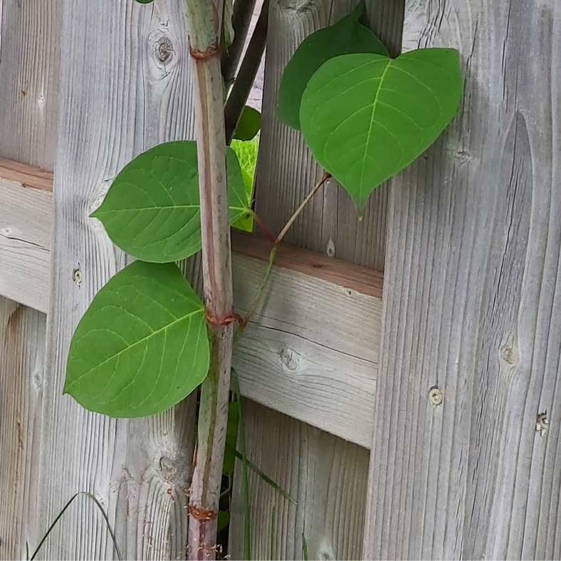 renoue-japon Vue de près des feuilles et de la tige de renouée du Japon.