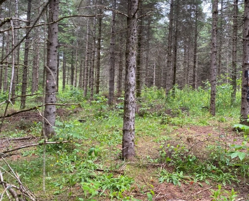 Vue en forêt : la végétation des arbres limite la propagation du nerprun bourdaine au sol.
