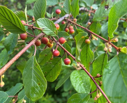 les fruits du nerprun bourdaine sont rouges et deviennent noirs à maturité.