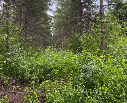 nerprun-bourdaine-ouvert Après une coupe forestière, le couvert forestier est dégagé et le nerprun bourdaine en profite pour s'y développer densément.