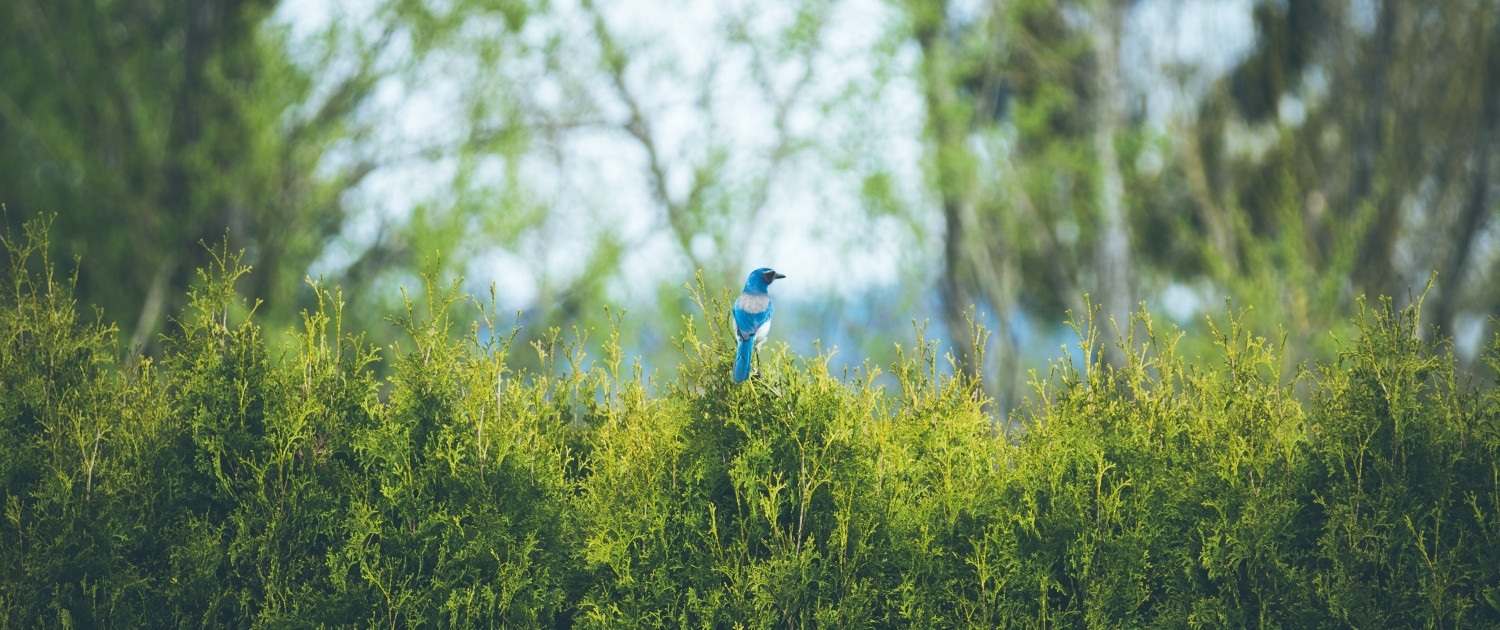 vegetaux-lac-unsplash