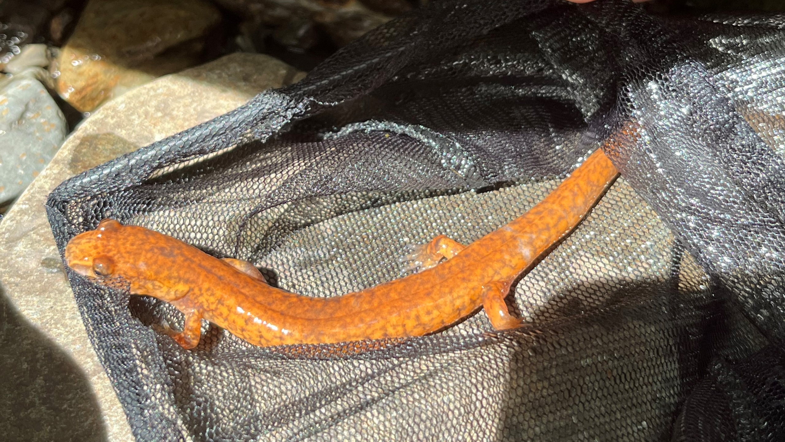 Salamandre pourpre vue de près au Québec