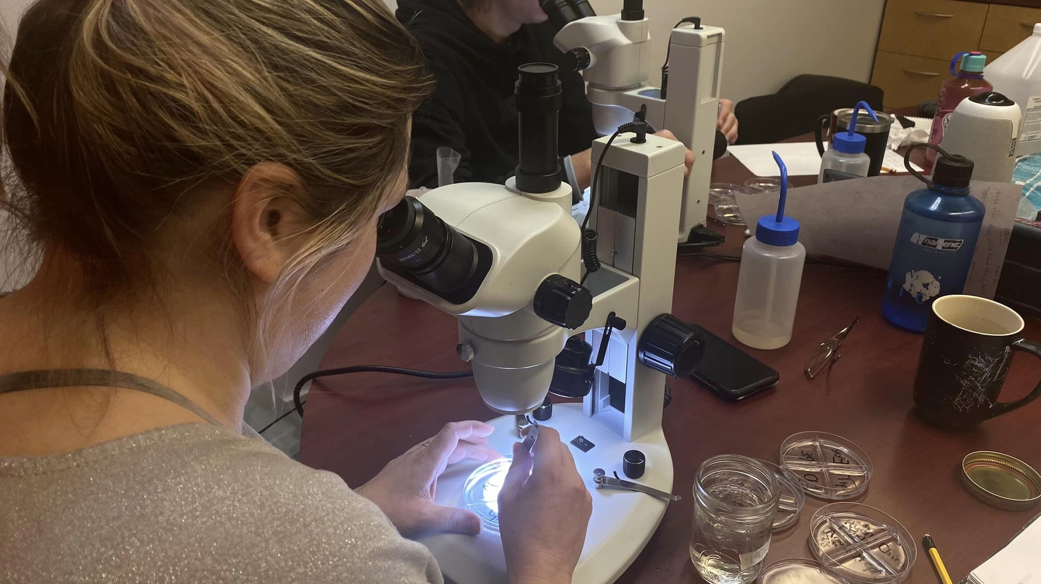 Identification-Benthos-2023 Une scientifique de de 3/4 observe à travers un binoculaire.