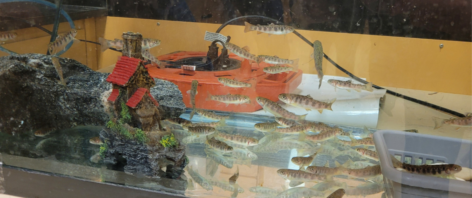 Photographie d'un banc d'alevins d'omble de fontaine dans un aquarium.