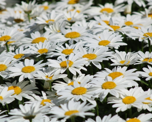 pexels-alex-ohan-204757441-13579742