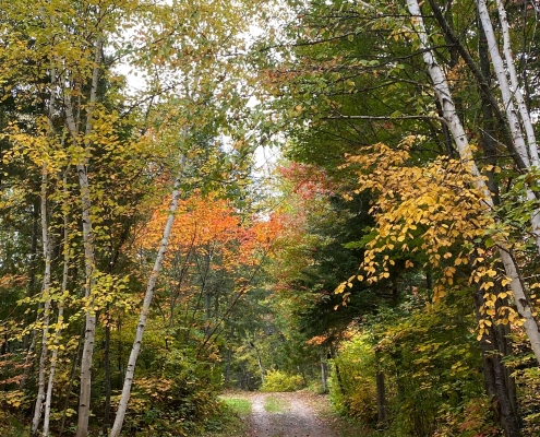 pexels-olivier-gelinas-930567939-20029802