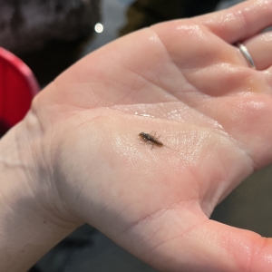 Macroinvertébré benthique Insecte visible dans la main